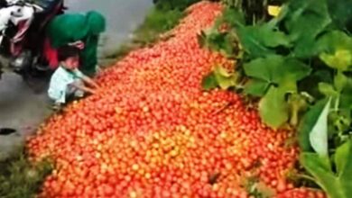 Video Petani Buang 1,5 Ton Tomat Viral