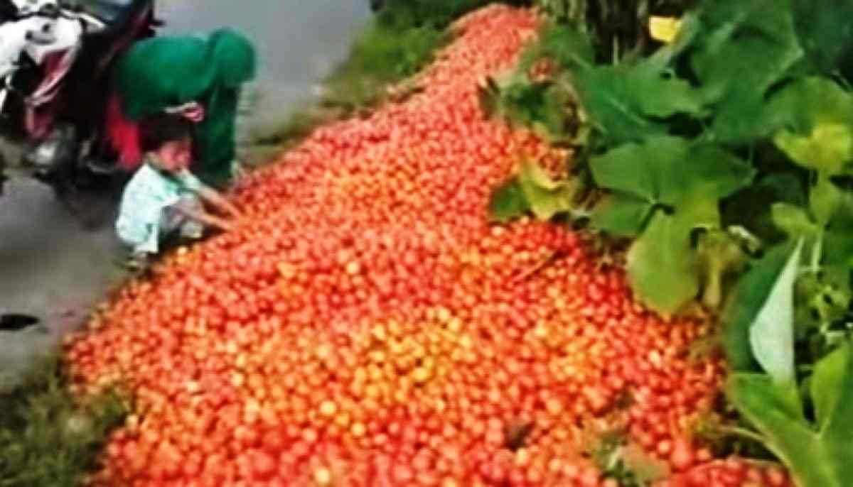 Video Petani Buang 1,5 Ton Tomat Viral