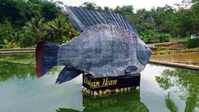 Dosen Unigal Motivasi Penguatan Kapasitas Poklahsar Ikan Nila Bojongsari Kawali Ciamis