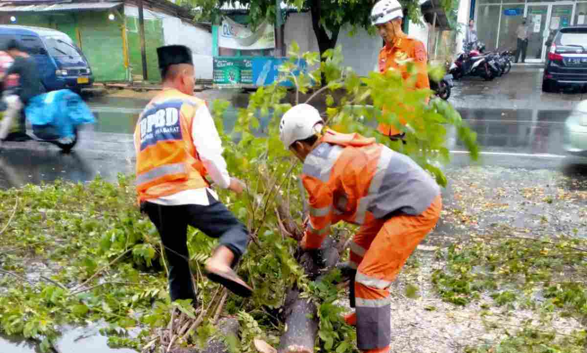 BPBD Ciamis Evakuasi Pohon Tumbang di Jalan Iwa Kusuma Sumantri
