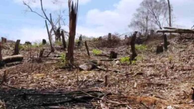 Luas Lahan Kritis Ciamis, Banjar dan Pangandaran Capai 20 Ribu Hektar