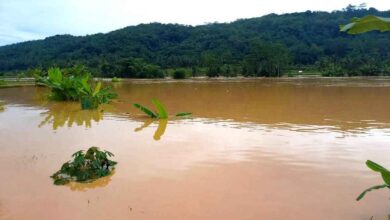 10 Ha Lahan Padi dan Jagung Terendam Banjir, BPP Cimaragas Beri Penjelasan