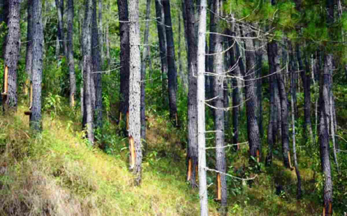 Perum Perhutani KPH Ciamis Turunkan Target Produksi Getah Pinus