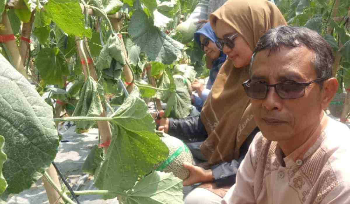 Wisata Petik Melon Desa Werasari Sadananya Ciamis Awalnya Diragukan